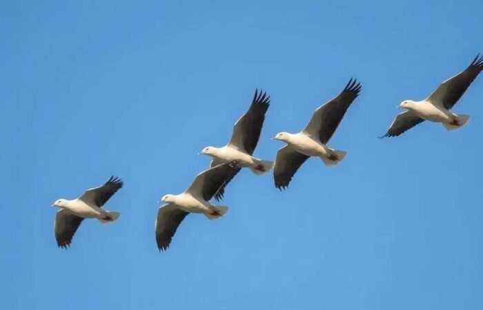 5 Formas Como Animais Usam o Campo Magnético
