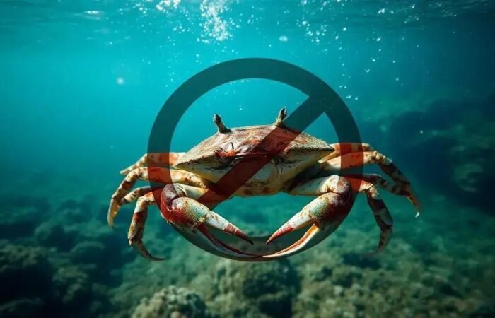 Espécies Invasoras: O Caranguejo Verde Europeu Dominando o Atlântico